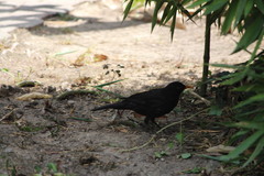 Turdus merula