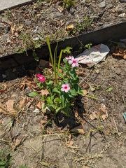 Catharanthus roseus