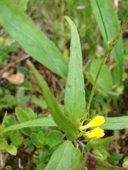 Melampyrum sylvaticum