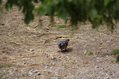 Columba palumbus