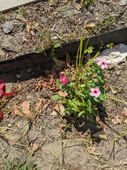 Catharanthus roseus