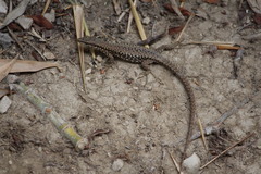 Podarcis muralis