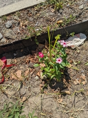 Catharanthus roseus