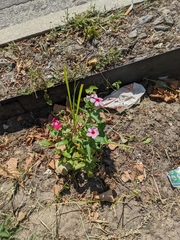 Catharanthus roseus