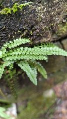 Asplenium viride image