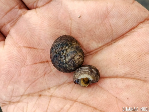 Euchelus asper