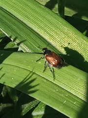 Phyllopertha horticola