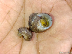 Euchelus asper