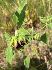 Helianthus annuus