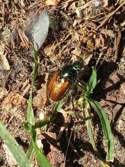 Phyllopertha horticola