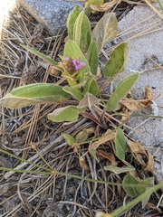 Gentianella amarella acuta