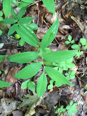 Uvularia sessilifolia