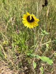 Helianthus annuus