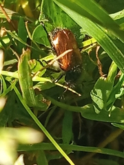 Phyllopertha horticola