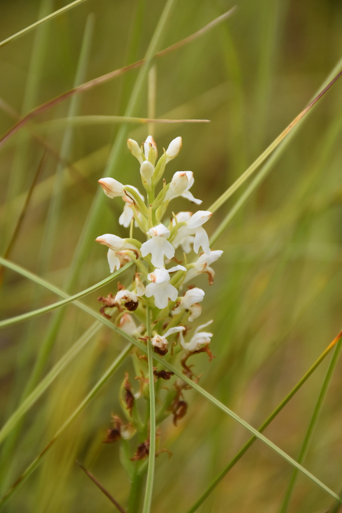 Dactylorhiza maculata subsp. maculata