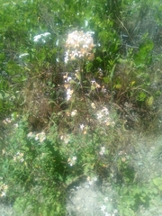 Collomia grandiflora