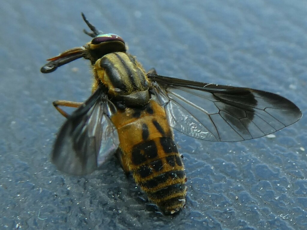 Chrysops lateralis