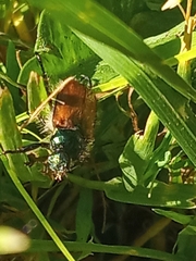 Phyllopertha horticola