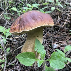 Boletus rubriceps