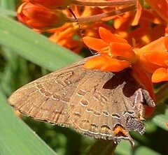 Satyrium edwardsii