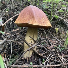 Boletus rubriceps