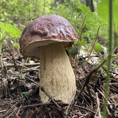 Boletus rubriceps