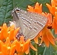 Satyrium caryaevorus