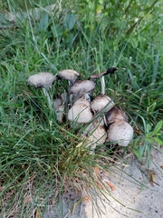 Coprinopsis atramentaria