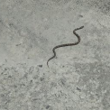 Pituophis deppei
