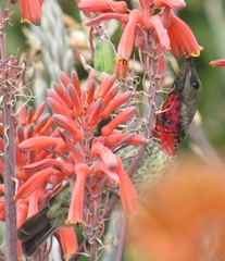 Chalcomitra senegalensis gutturalis