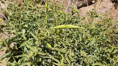 Vincetoxicum dionysiense