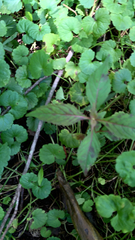 Impatiens glandulifera