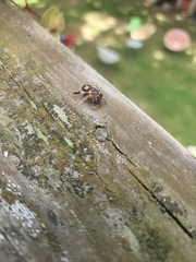 Apis mellifera