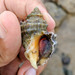Carinate Rock Shell - Photo (c) Shaunak Modi, some rights reserved (CC BY-NC-ND), uploaded by Shaunak Modi