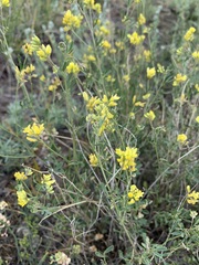 Medicago cancellata