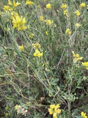 Medicago cancellata