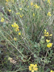 Medicago cancellata