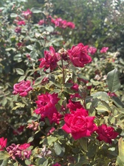 Rosa