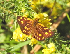 Metisella metis paris