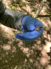 Lithobates sylvaticus image
