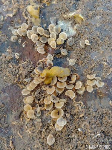 Cantharus spiralis