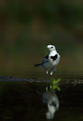 Motacilla alba