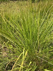 Tripsacum dactyloides