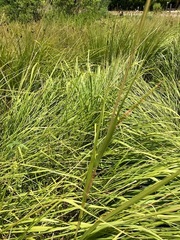 Tripsacum dactyloides