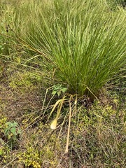 Tripsacum dactyloides