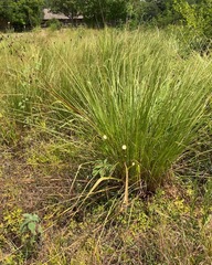 Tripsacum dactyloides