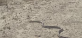 Pituophis deppei