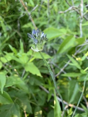 Allium caeruleum