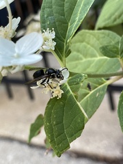 Dolichovespula maculata
