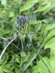 Allium caeruleum